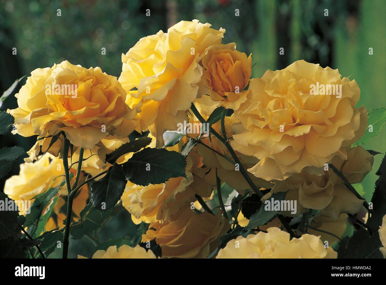 Botany - Rosaceae - Meilland Rimosa rose. Stock Photo