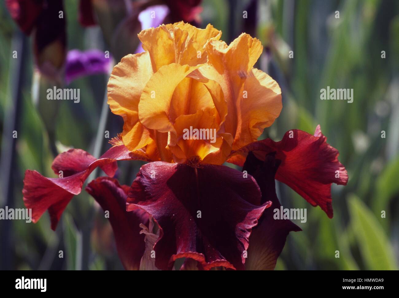 Tall bearded iris (Iris), Supreme sultan, Iridaceae Stock Photo - Alamy