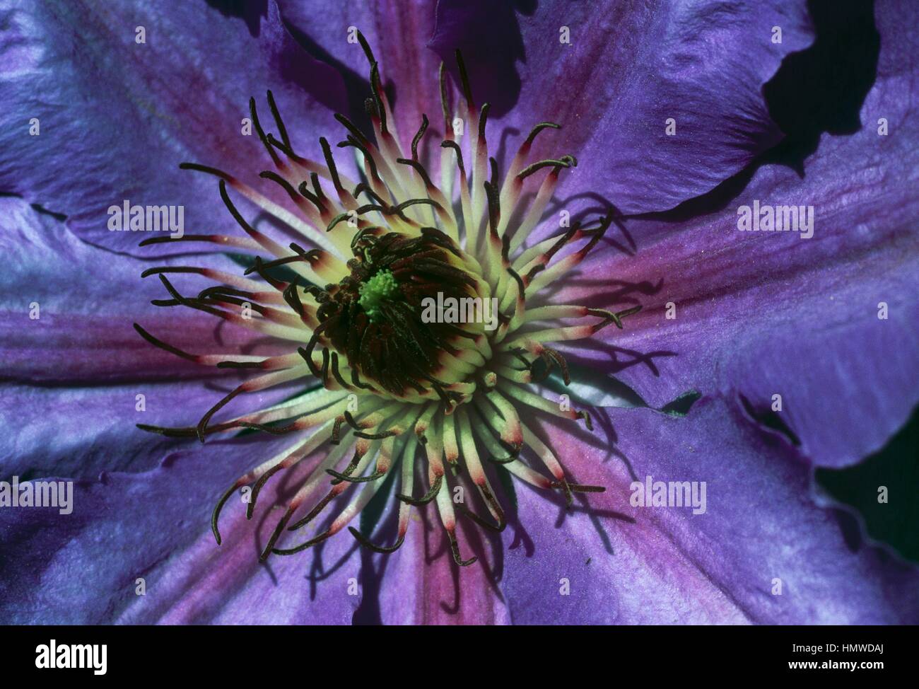 Clematis (Clematis William Ewart Gladstone), Ranunculaceae. Stock Photo