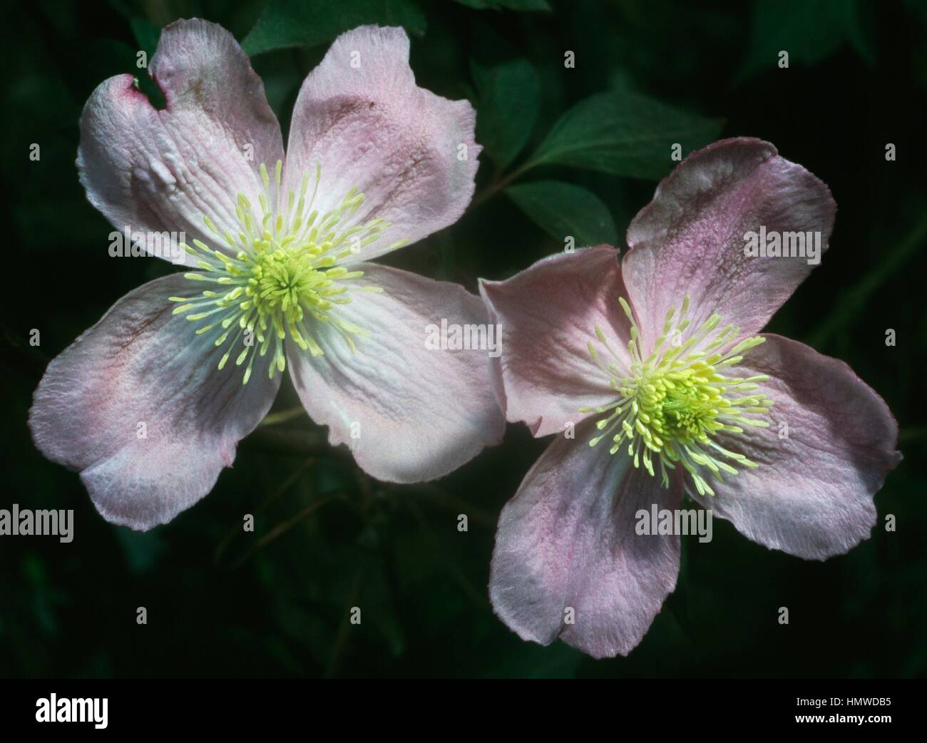 Clematis (Clematis montana tetrarose) Tetrarose, Ranunculaceae. Stock Photo