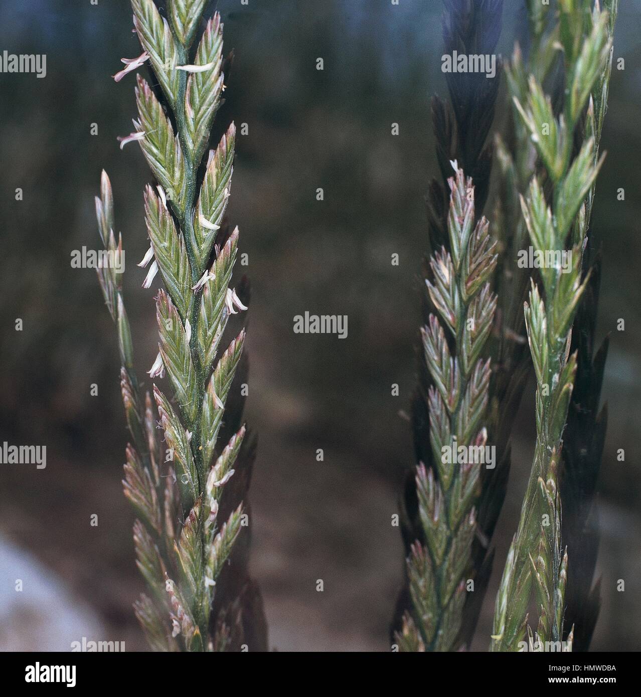 Couch grass flower spikes (Elytrigia repens), Poaceae. Stock Photo