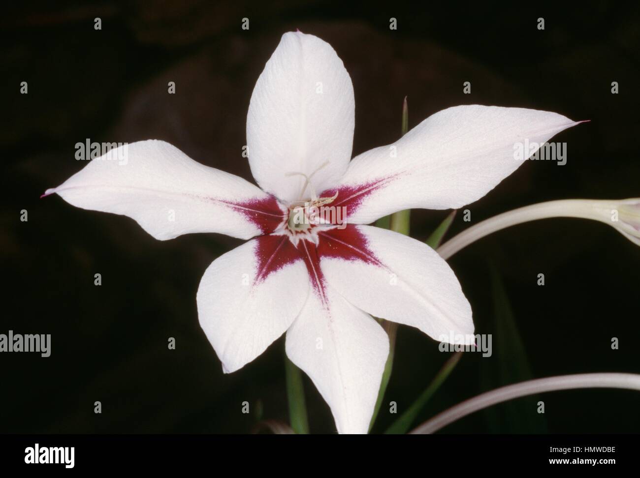 Abyssinian Gladiolus or Fragrant Gladiolus (Gladiolus callianthus, Acidanthera bicolor or Gladiolus murielae), Iridaceae. Stock Photo