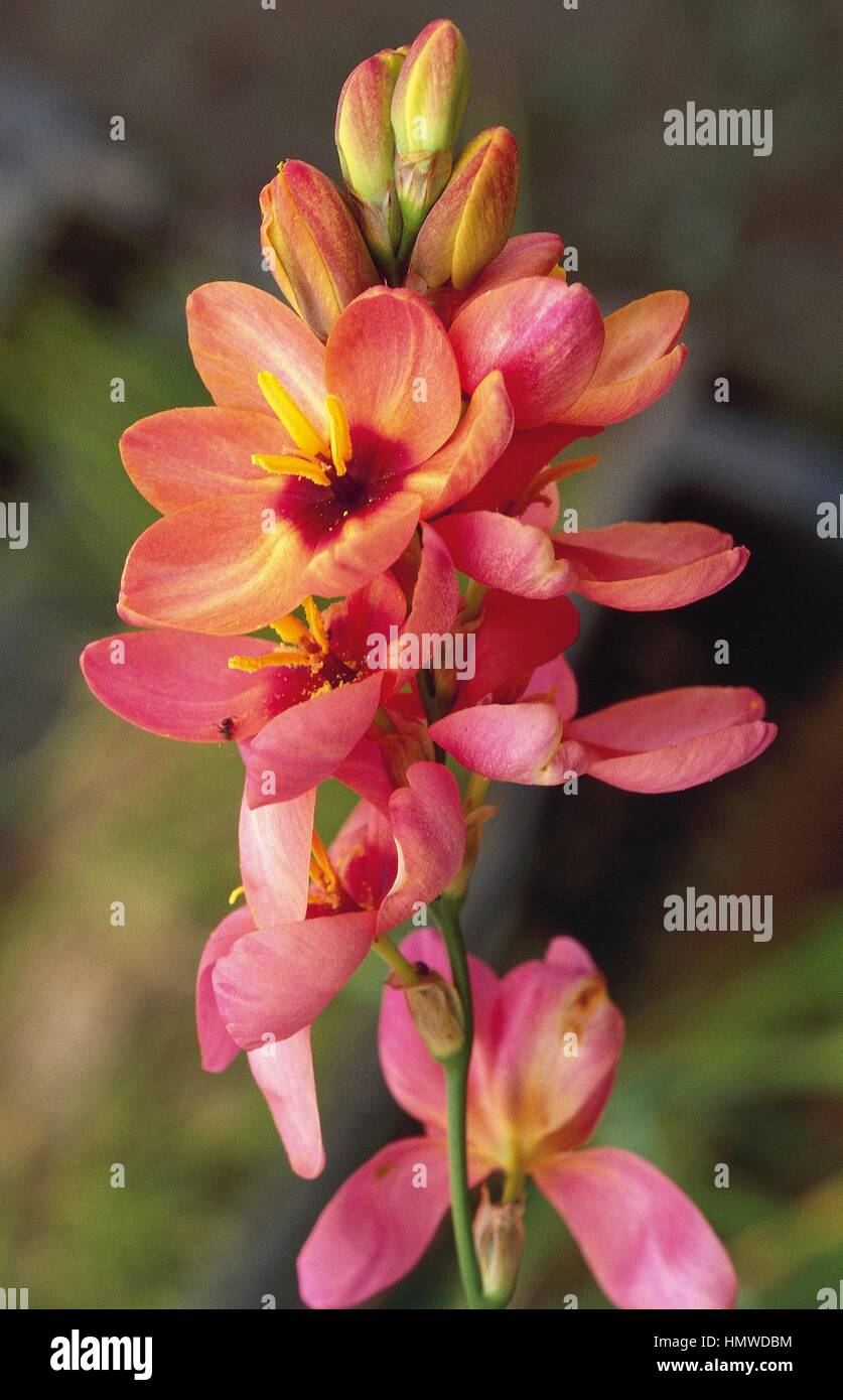 African Cornlily (Ixia sp), Iridaceae. Stock Photo