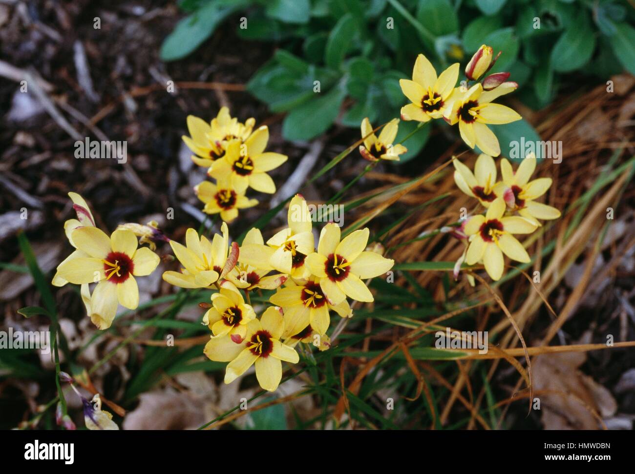 Spotted african corn Lily (Ixia maculata), Iridaceae. Stock Photo
