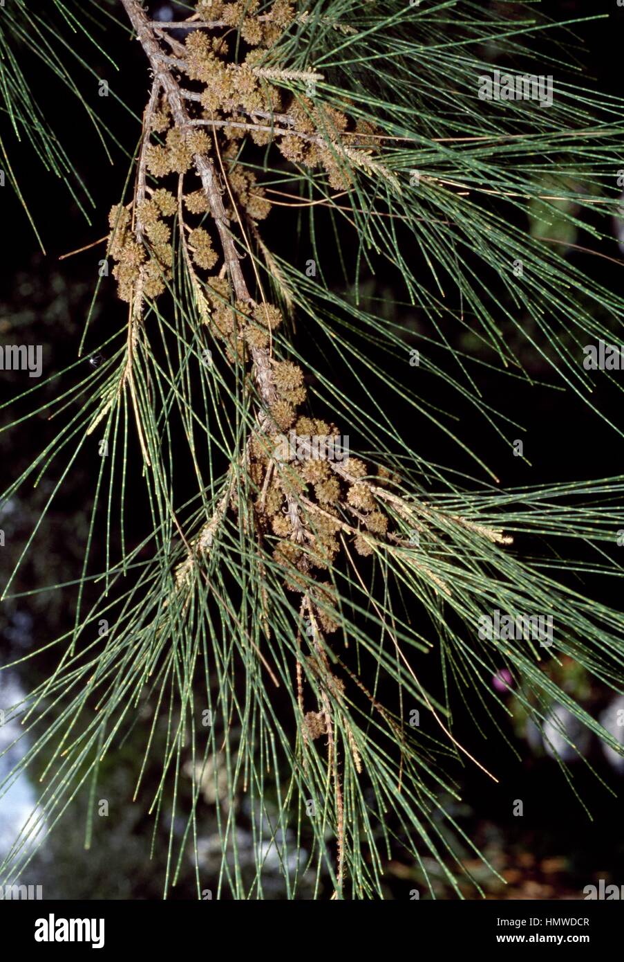 Australian pine branch (Casuarina equisetifolia), Casuarinaceae. Stock Photo