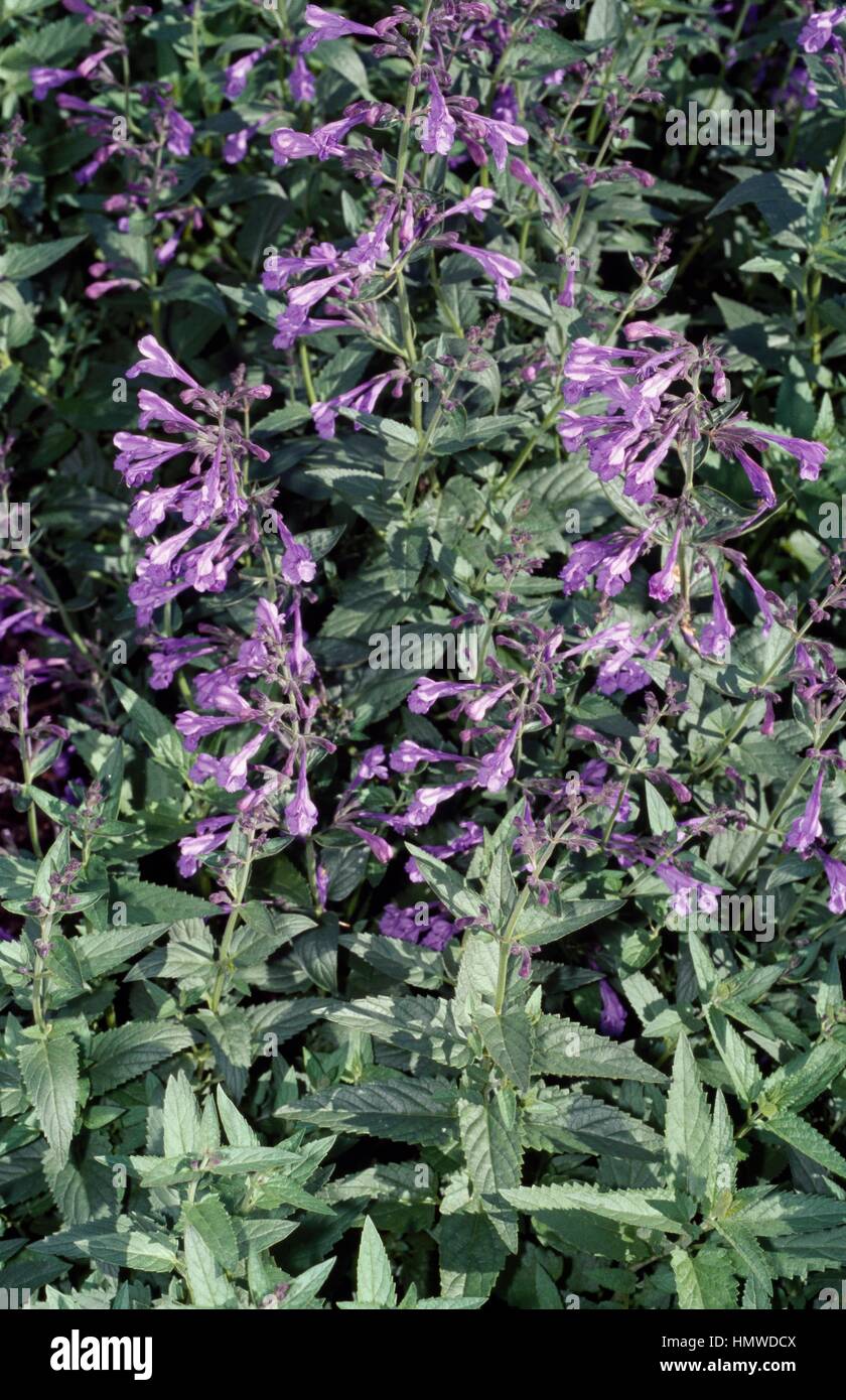 Souvenir d'Andre Chaudron catmint in bloom (Nepeta sibirica Souvenir d'Andre Chaudron), Lamiaceae. Stock Photo