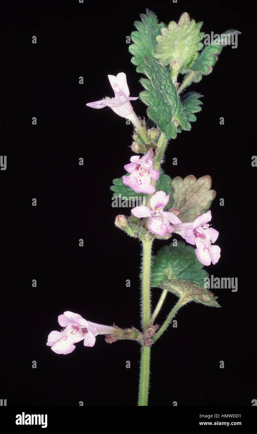 Wood calamint (Calamintha sylvatica), Lamiaceae. Stock Photo
