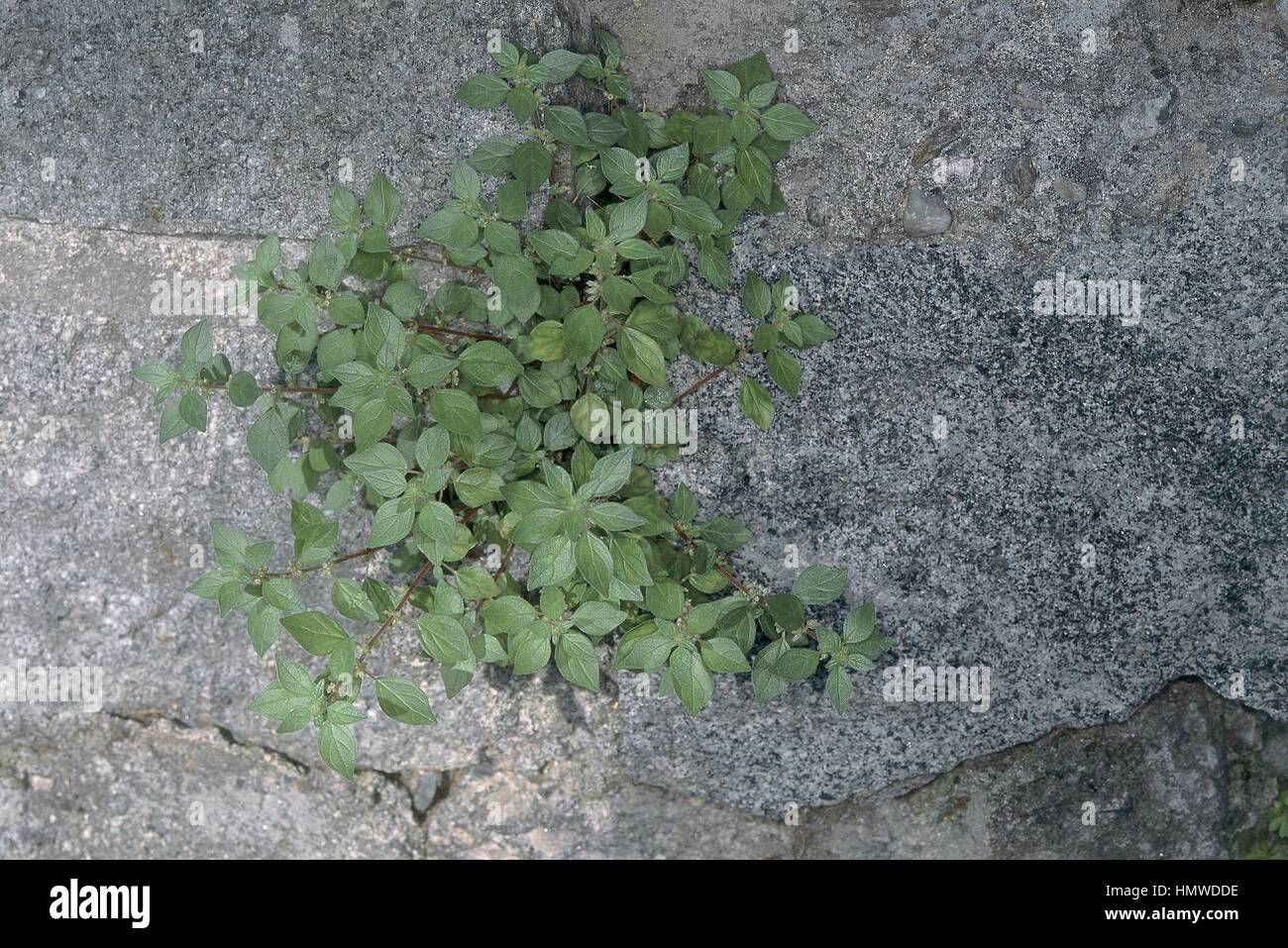 Botany - Urticaceae - Upright pellitory (Parietaria officinalis). Stock Photo