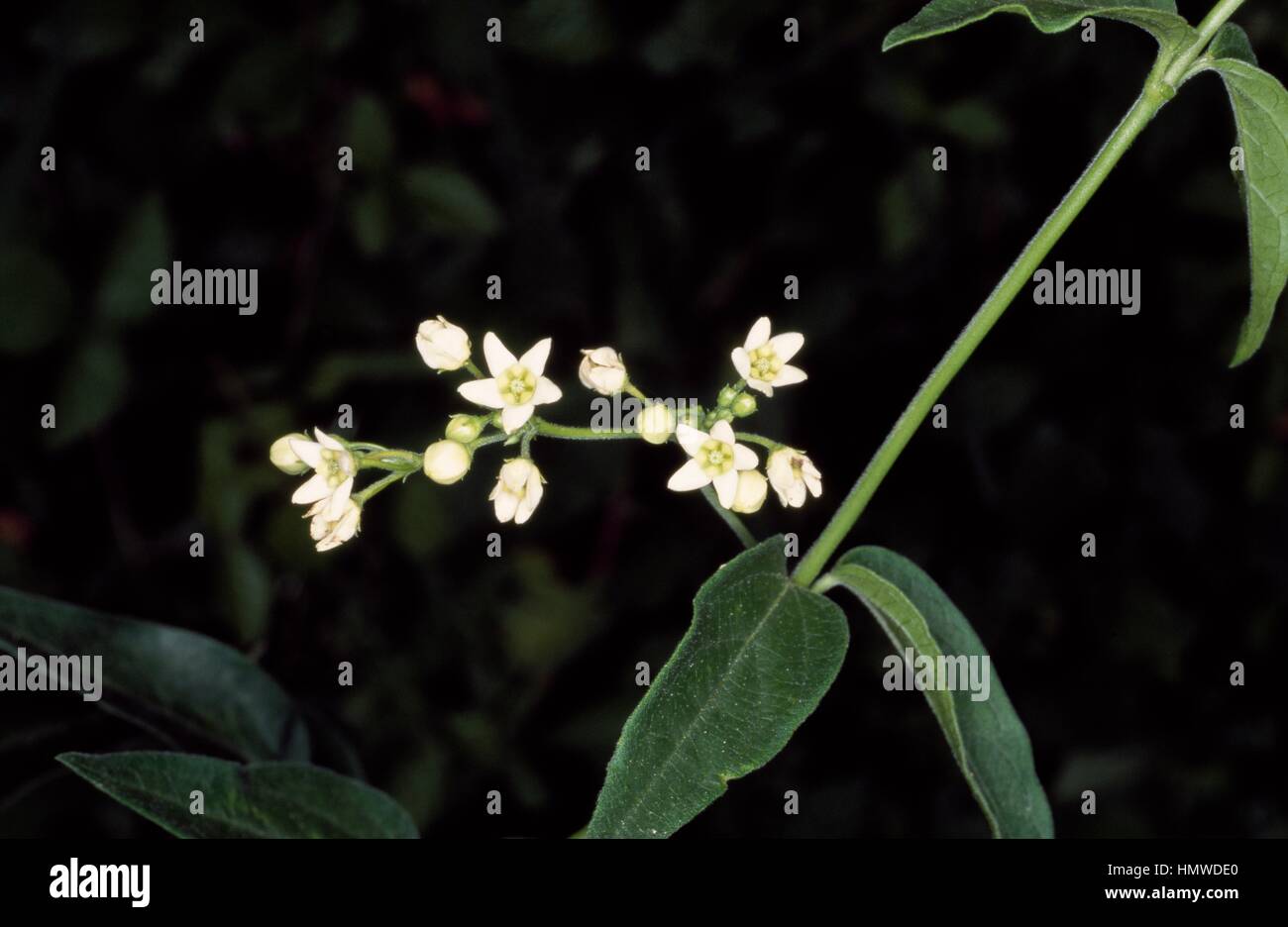 White Swallow-wort (Vincetoxicum hirundinaria), Apocynaceae. Stock Photo