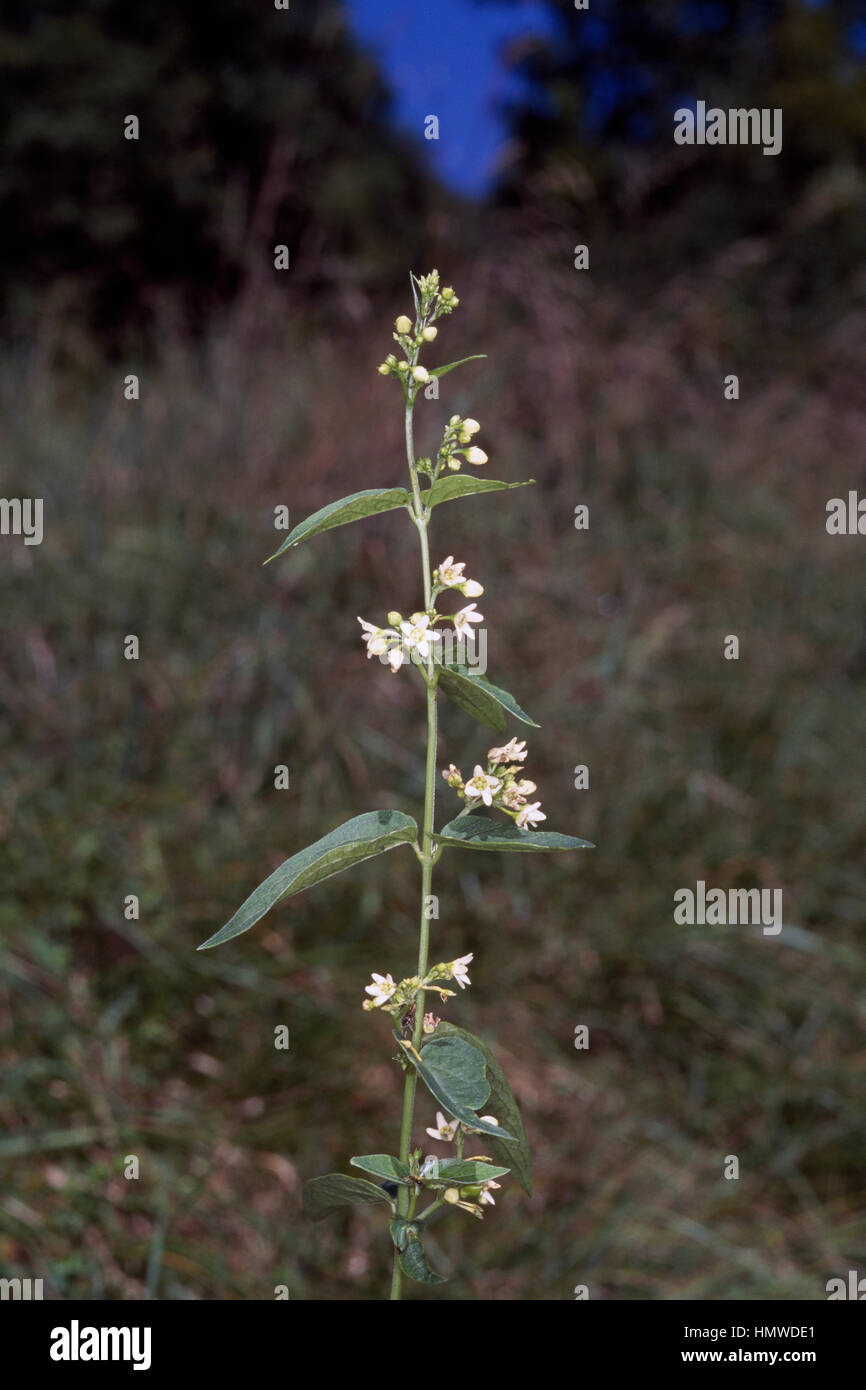 Swallow wort in bloom (Vincetoxicum hirundinaria), Apocynaceae. Stock Photo