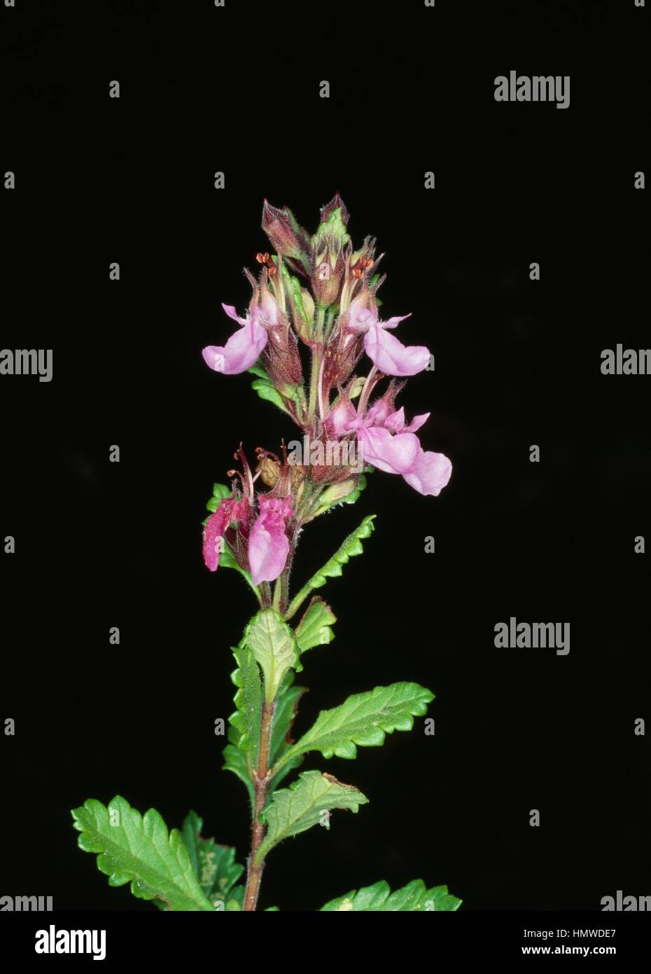 Wall Germander (Teucrium chamaedrys), Lamiaceae. Stock Photo