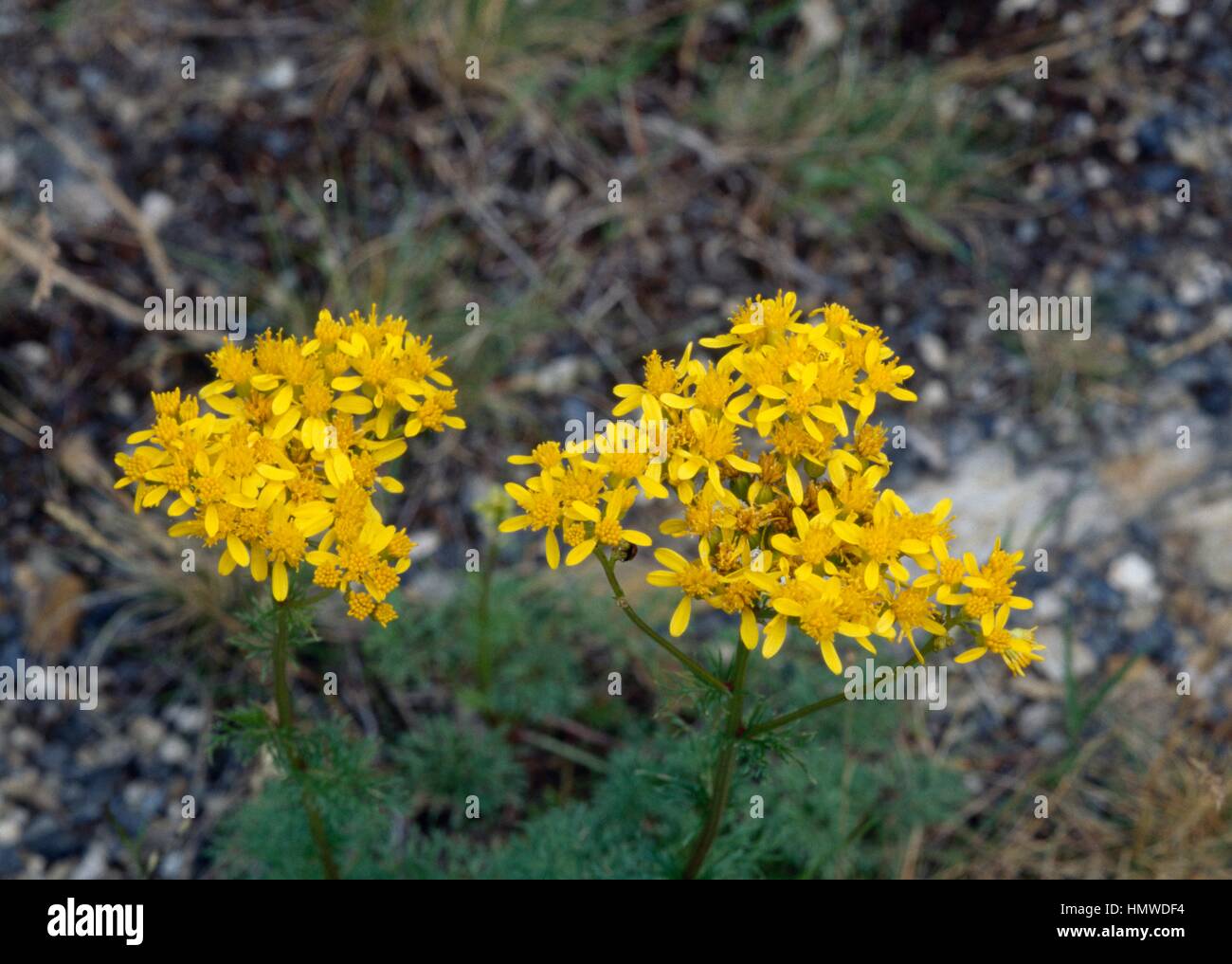 Common Ragwort (Jacobaea vulgaris), Asteraceae Stock Photo - Alamy