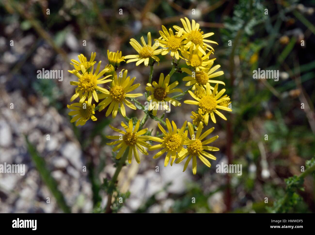 Common Ragwort (Jacobaea vulgaris), Asteraceae Stock Photo - Alamy