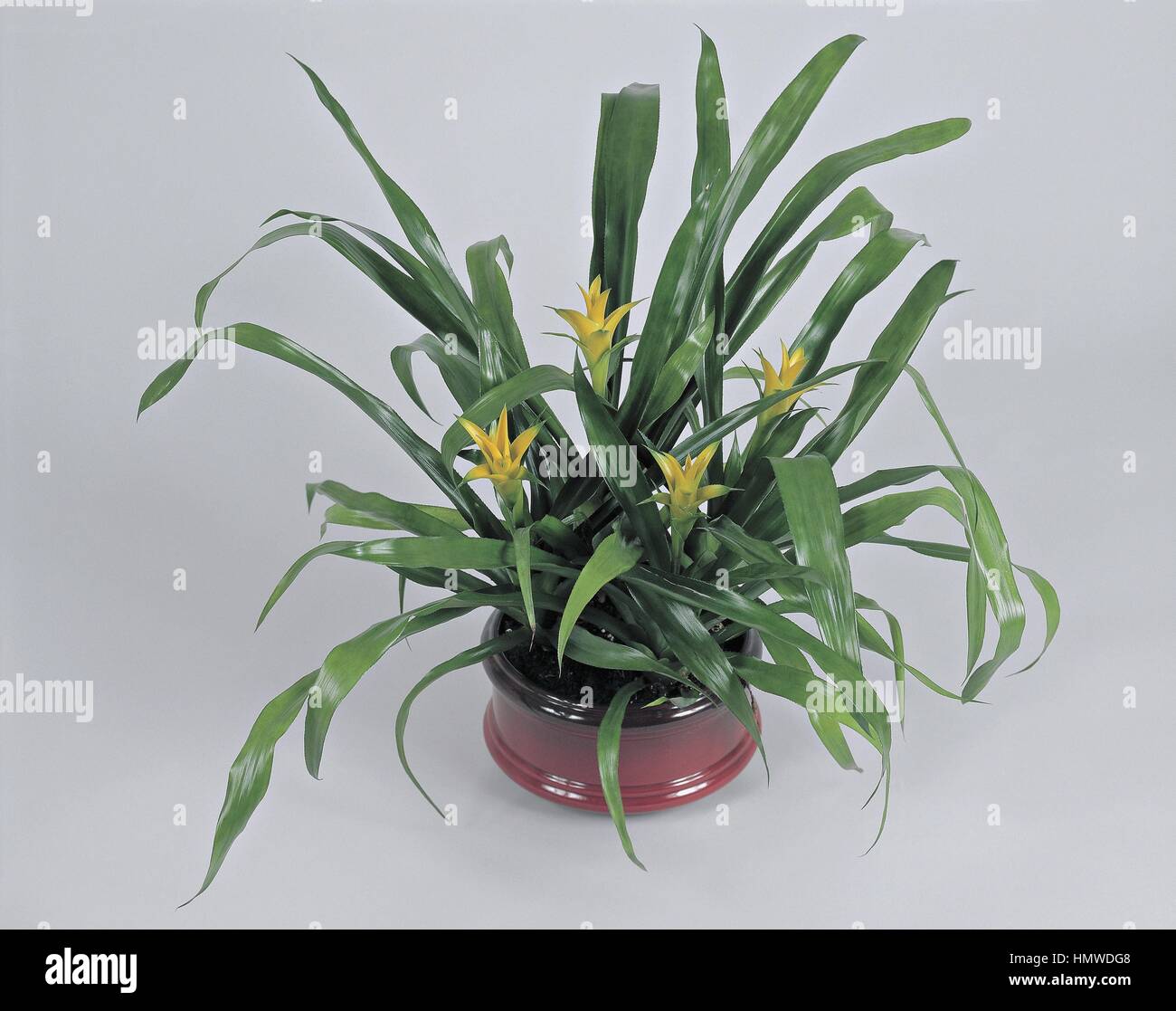 Houseplants - Bromeliaceae - Nidularium citrinum. Stock Photo