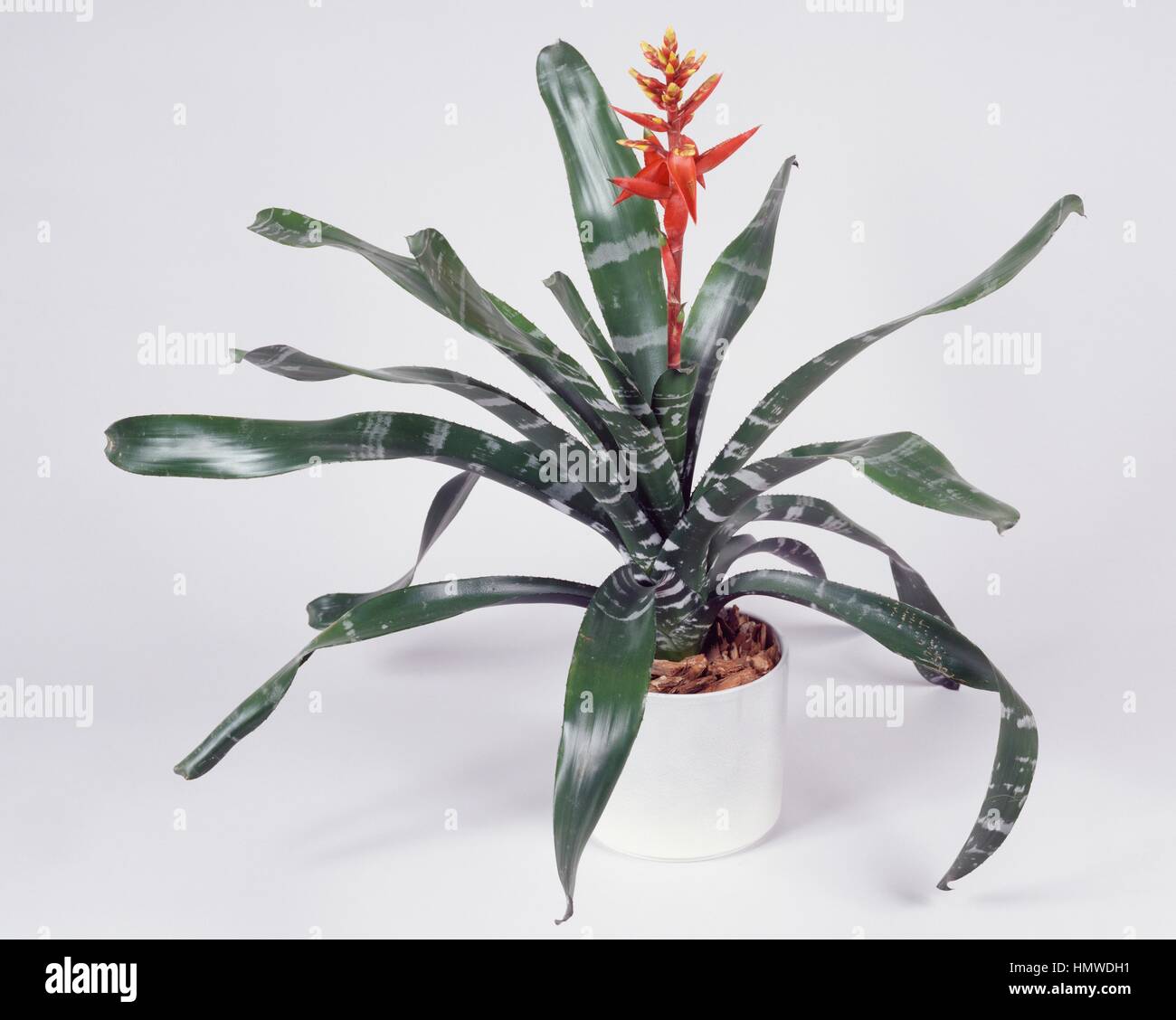 Amazonian zebra plant (Billbergia chantinii or Aechmea chantinii), Bromeliaceae. Stock Photo