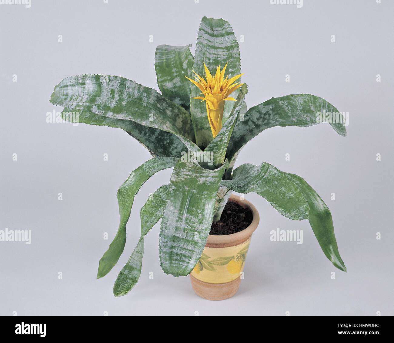 Houseplants - Bromeliaceae - Urn Plant (Aechmea fasciata), Yellow hybrid. Stock Photo