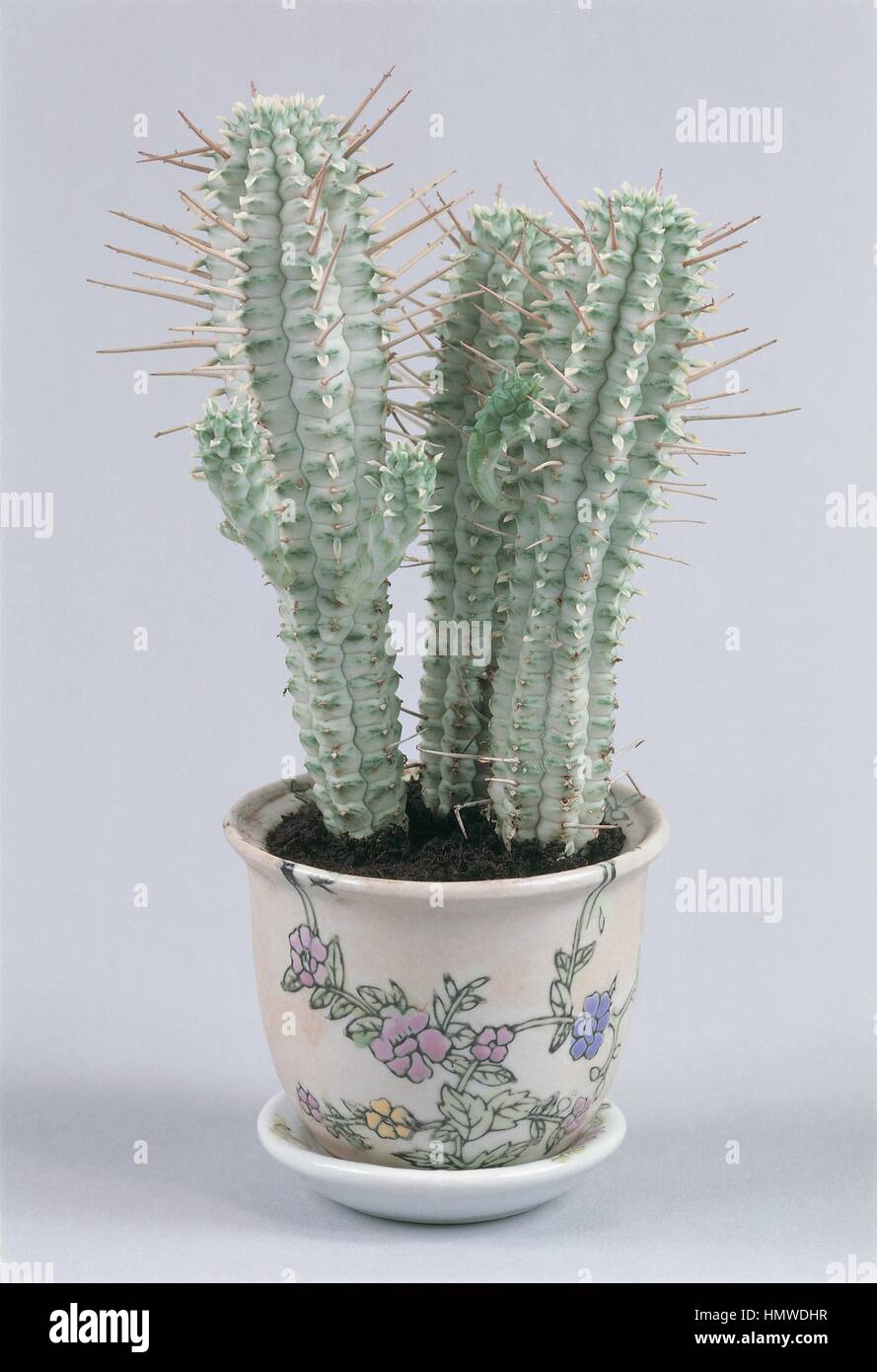 House plants - Euphorbiaceae - Euphorbia mammillaris variegata. Stock Photo