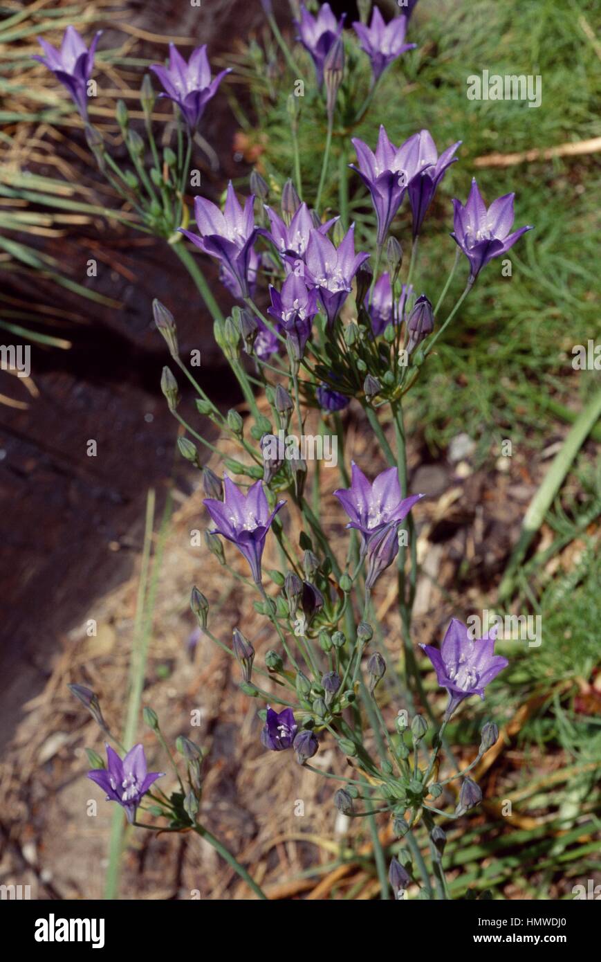 Spring Starflower (Brodiaea uniflora or Ipheion uniflorum), Liliaceae. Stock Photo