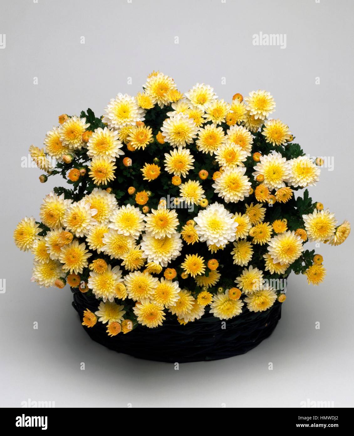 Korean chrysanthemum (Chrysanthemum coreanum Andromeda), Asteraceae. Stock Photo