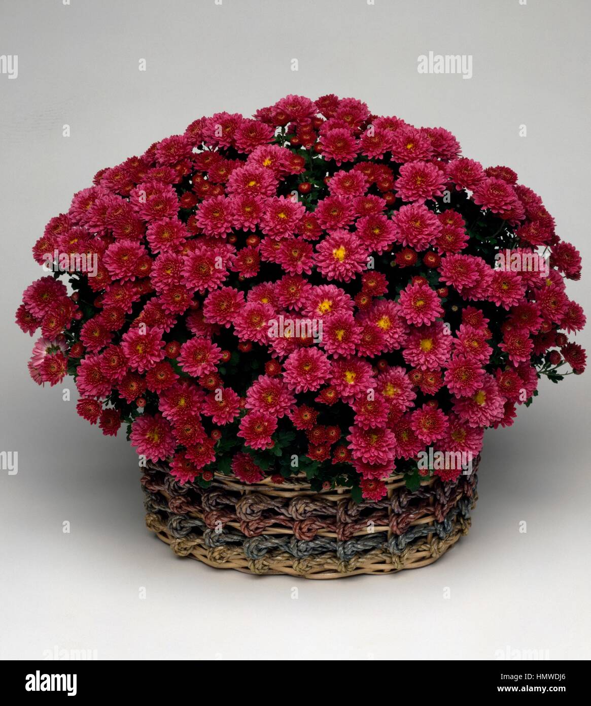 Korean chrysanthemum (Chrysanthemum coreanum Outremer Violet