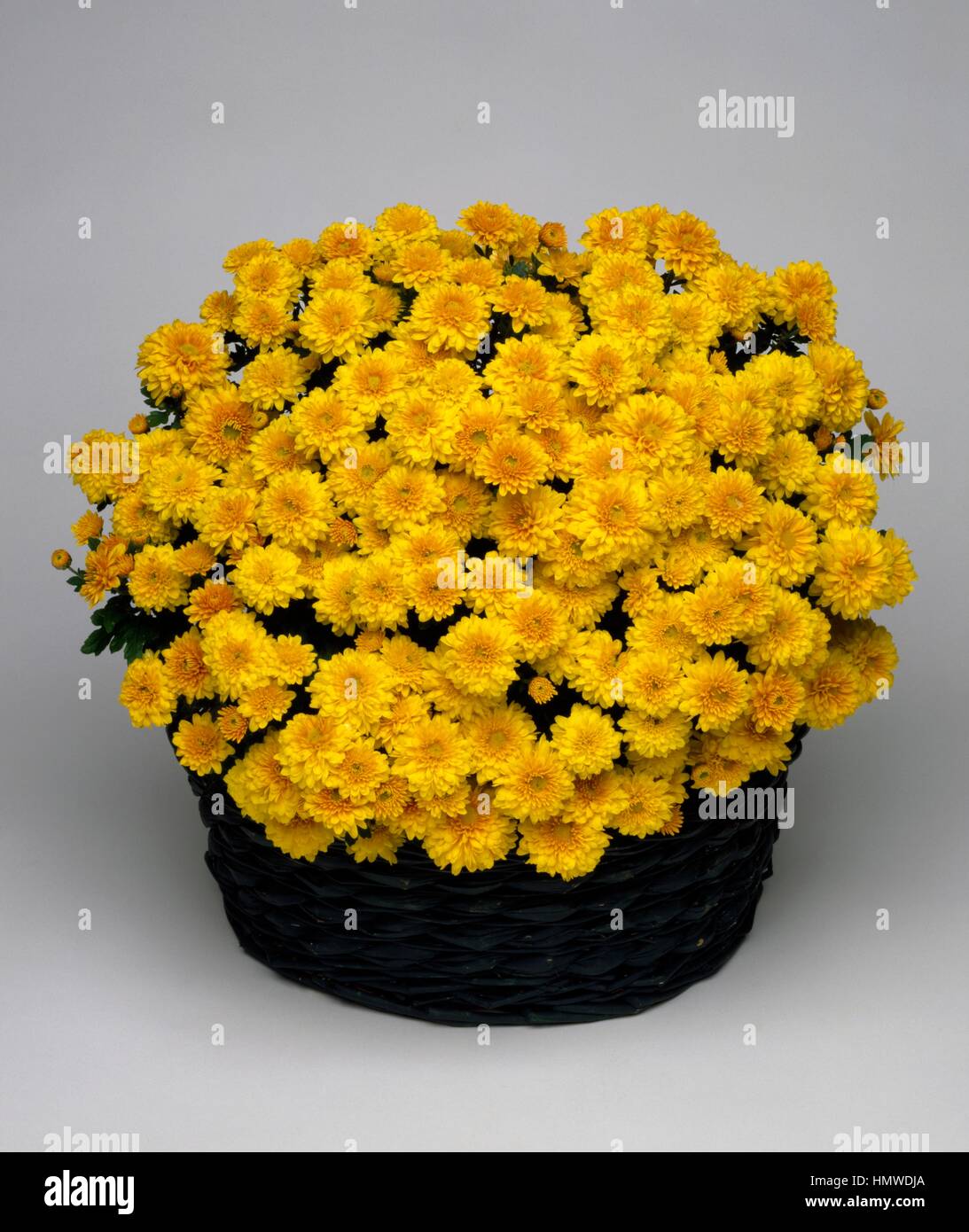 Korean chrysanthemum (Chrysanthemum coreanum Cigale Jaune), Asteraceae. Stock Photo