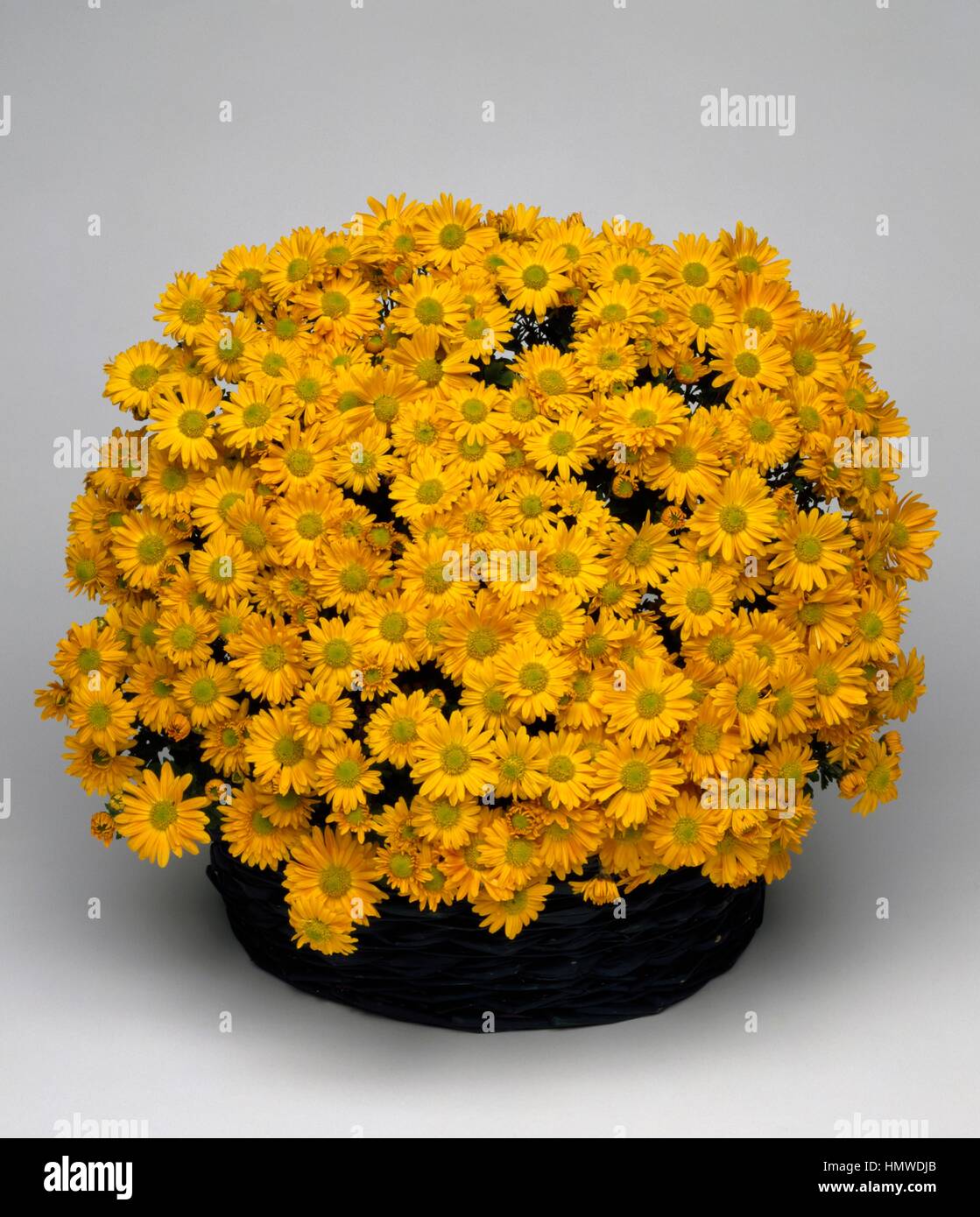 Korean chrysanthemum (Chrysanthemum coreanum Cristobal), Asteraceae. Stock Photo