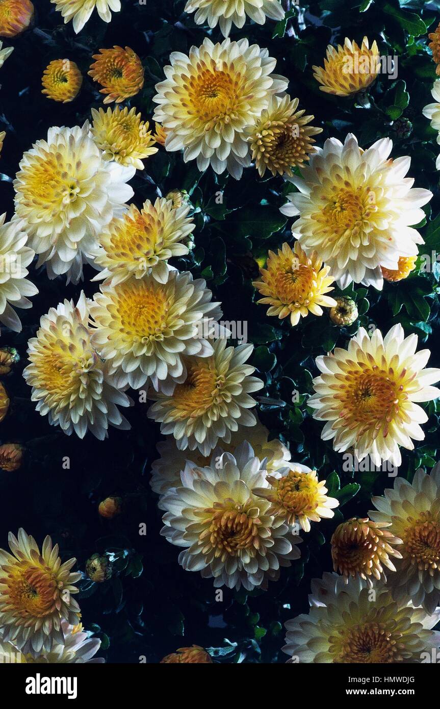 Korean Chrysanthemum Andromeda (Dendranthema zawadskii), Asteraceae. Stock Photo