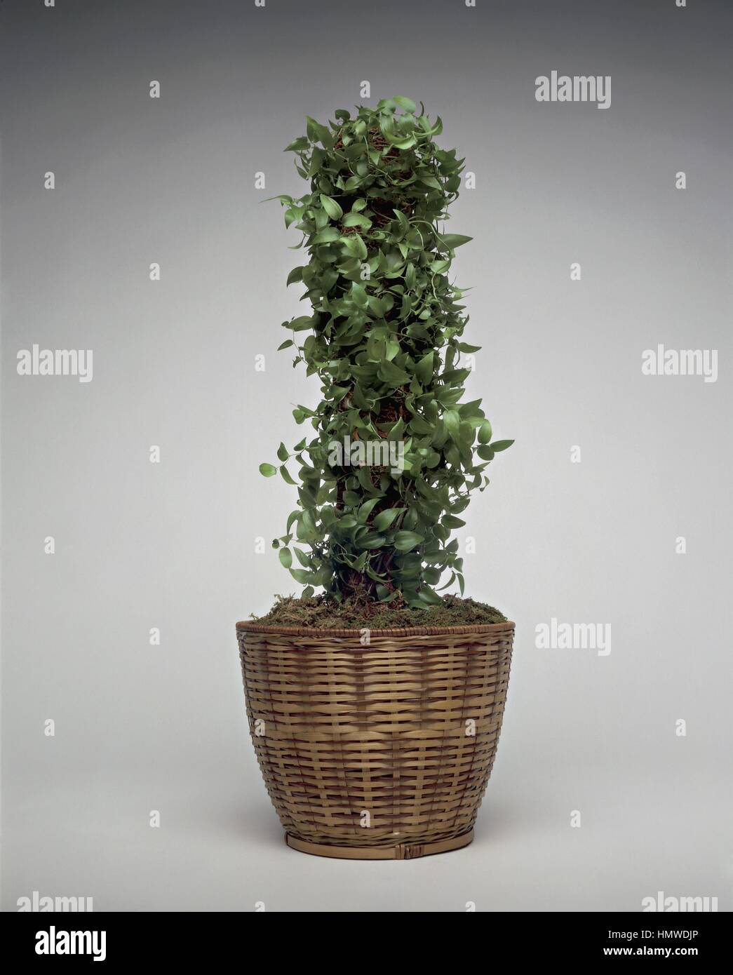 Houseplants - Asparagaceae - Asparagus medeoloides or Asparagus asparagoides Stock Photo