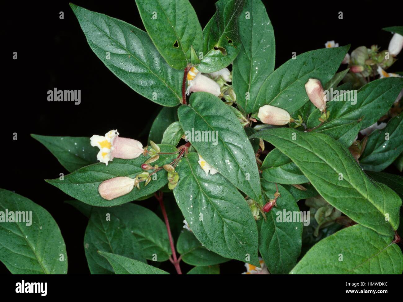 Dipelta ventricosa, Caprifoliaceae. Stock Photo