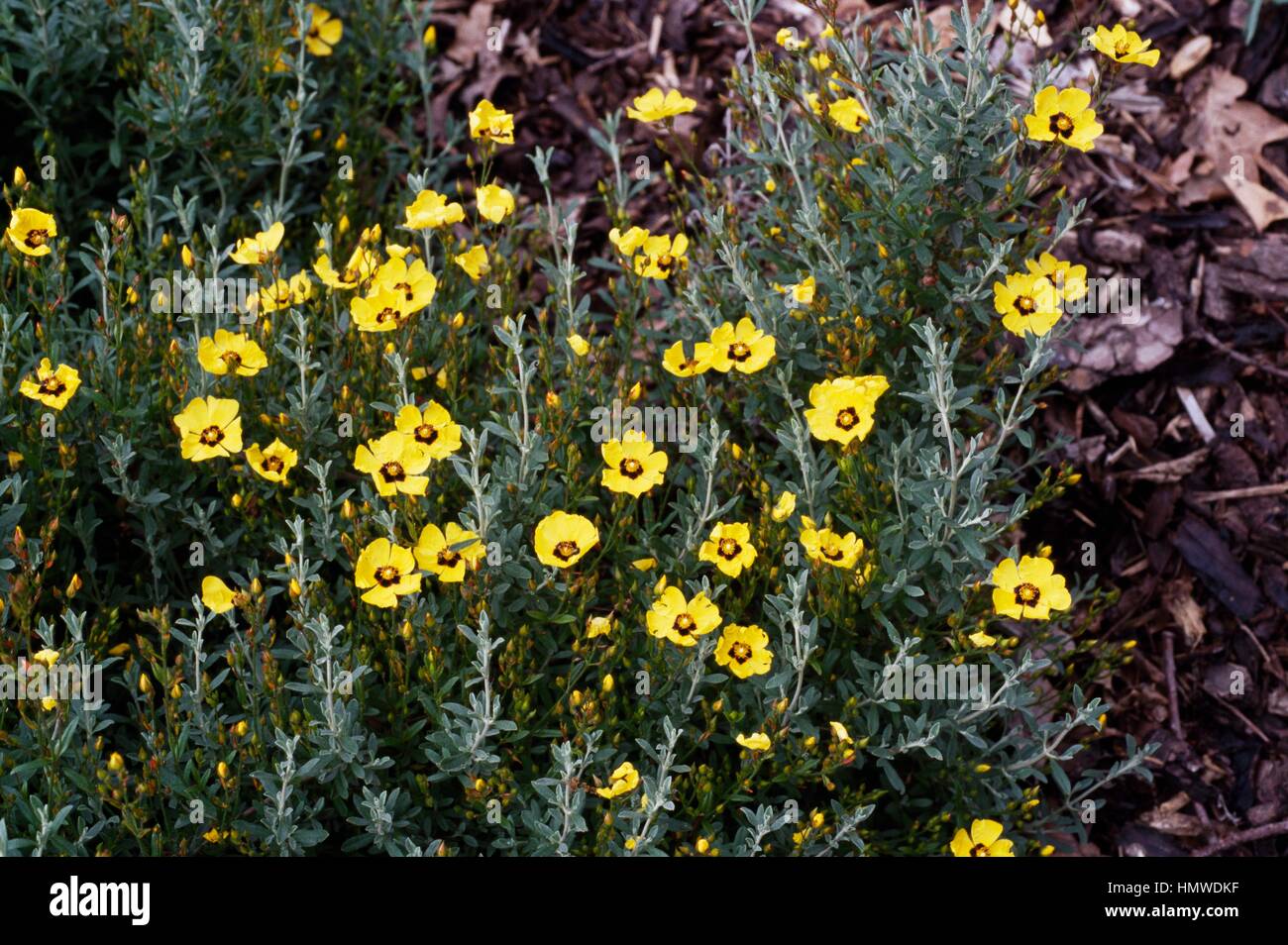 Algarve Sunrose (Halimium ocymoides or Helianthemum algarvense), Cistaceae. Stock Photo