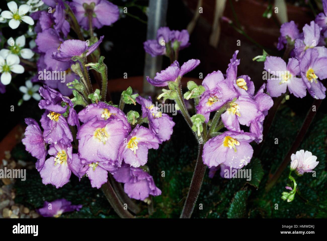 Natalie's ramonda (Ramonda nathaliae), Gesneriaceae. Stock Photo