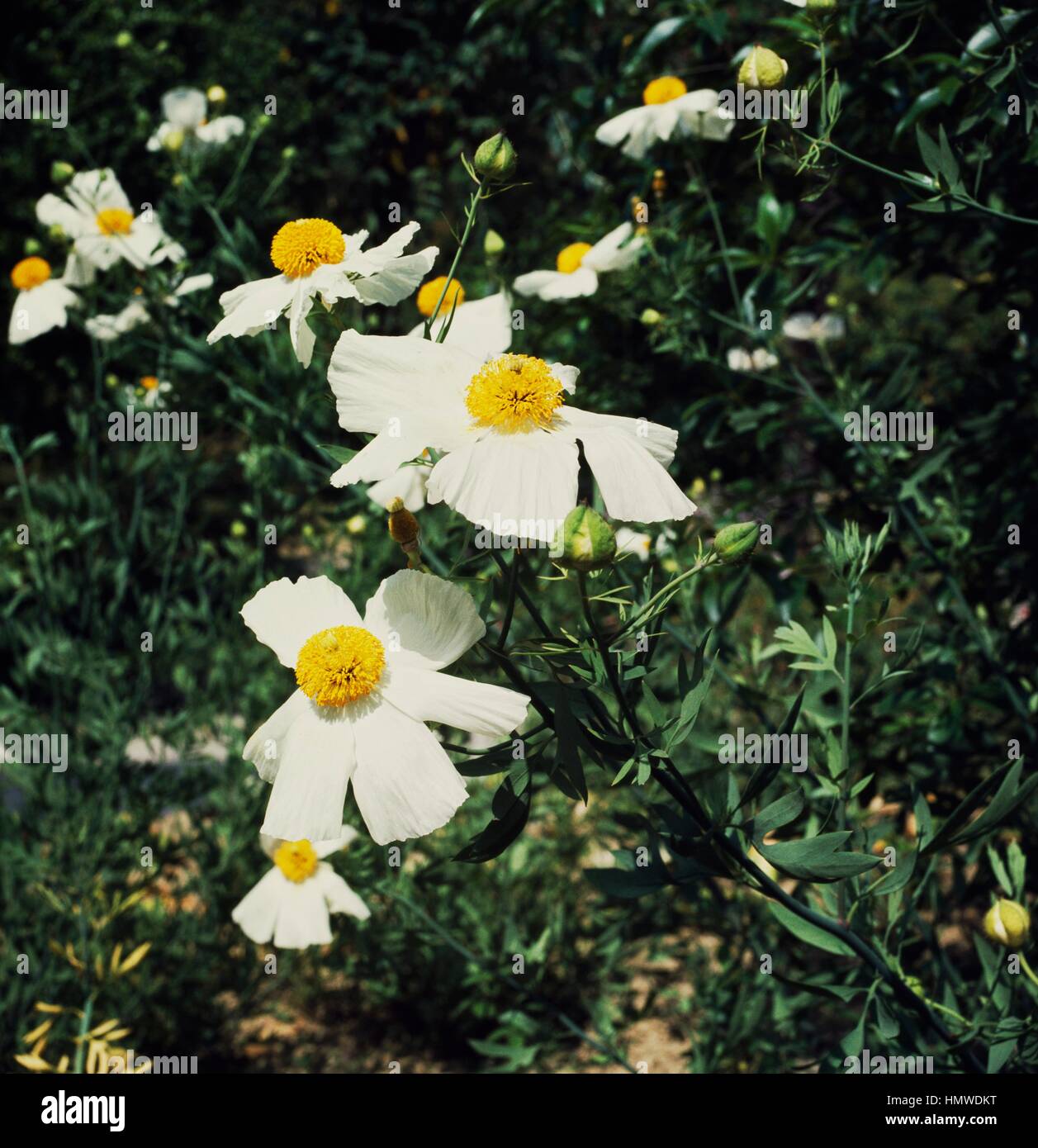 Coulter's Matilija poppy or Himalayan knotweed (Romneya coulteri), Papaveraceae. Stock Photo