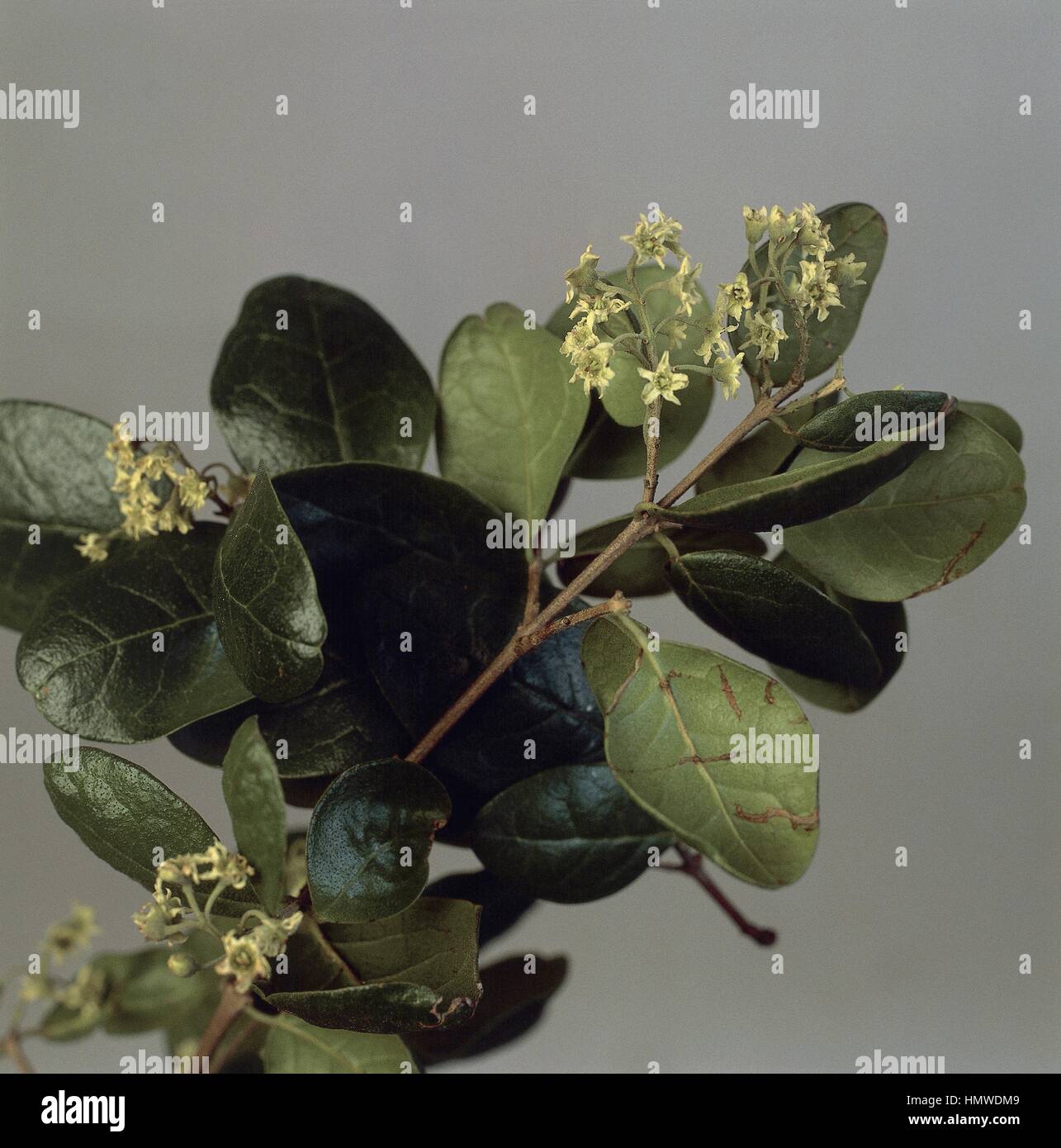 Botany - Monimiaceae - Boldo (Peumus boldus). Stock Photo