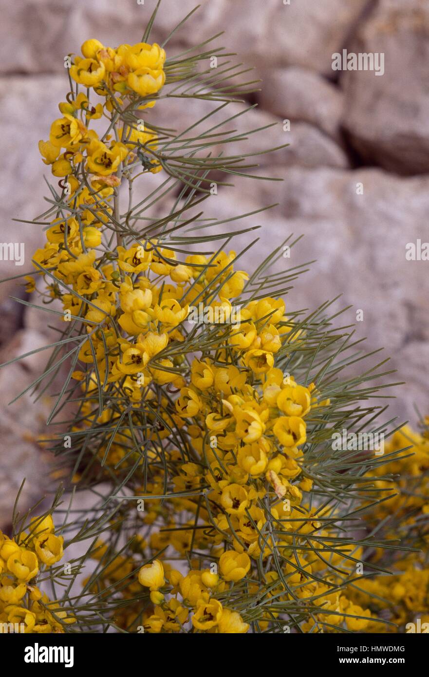 Silver Cassia flowering branches (Senna artemisioides), Fabaceae-Leguminosae. Stock Photo