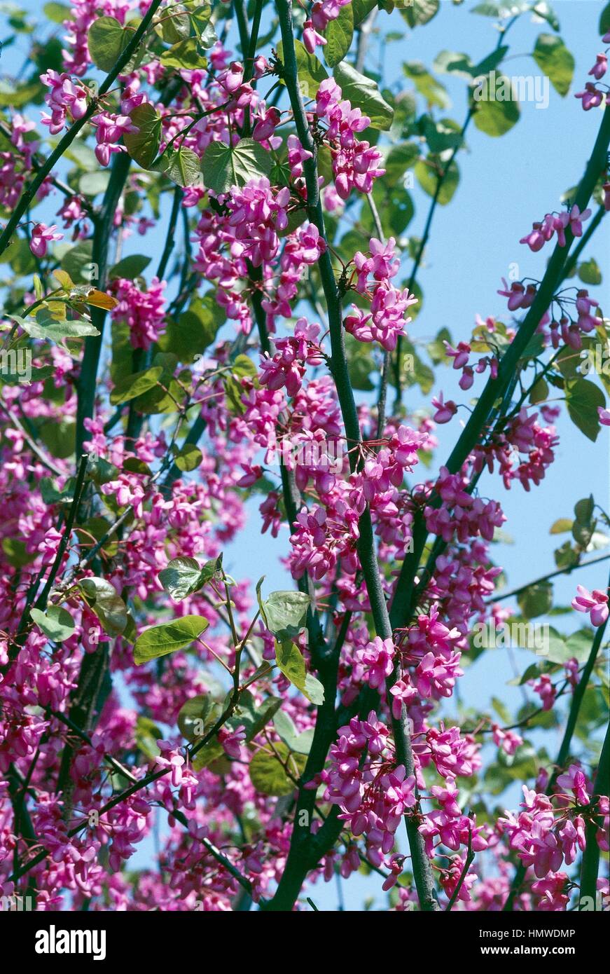 American Senna flowering branches (Cassia marilandica), Fabaceae-Leguminosae. Stock Photo