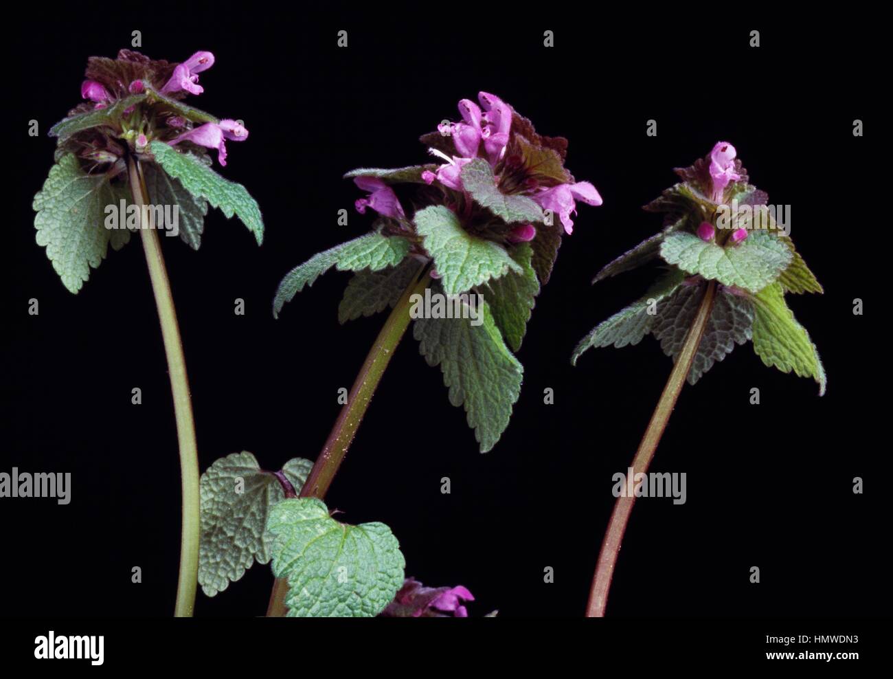 Spotted Henbit or Spotted Dead Nettle (Lamium maculatum), Lamieae. Stock Photo