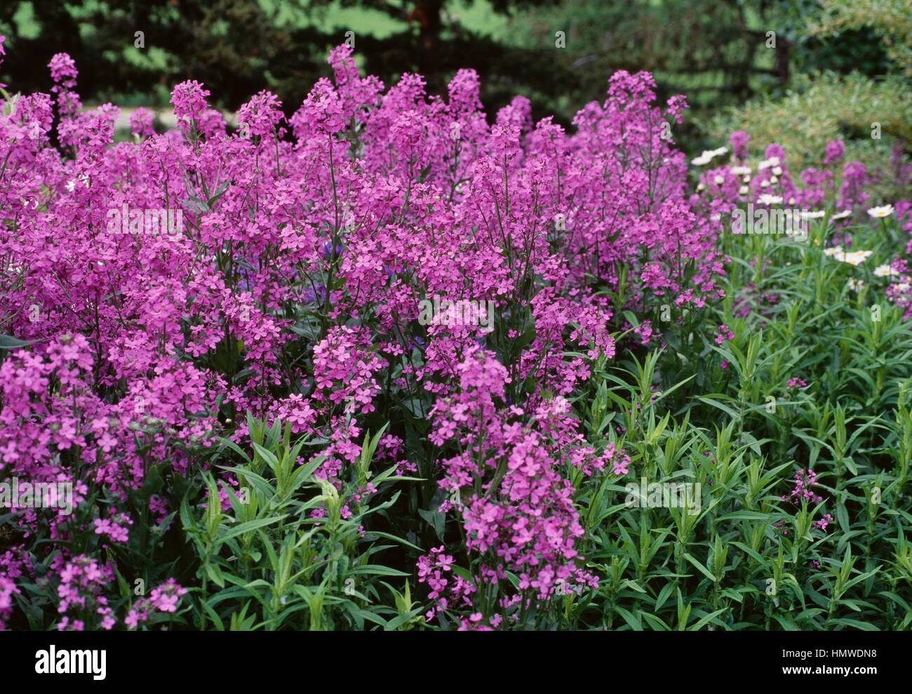 New England Aster (Aster novaeangliae Hella Lacy), Asteraceae Stock