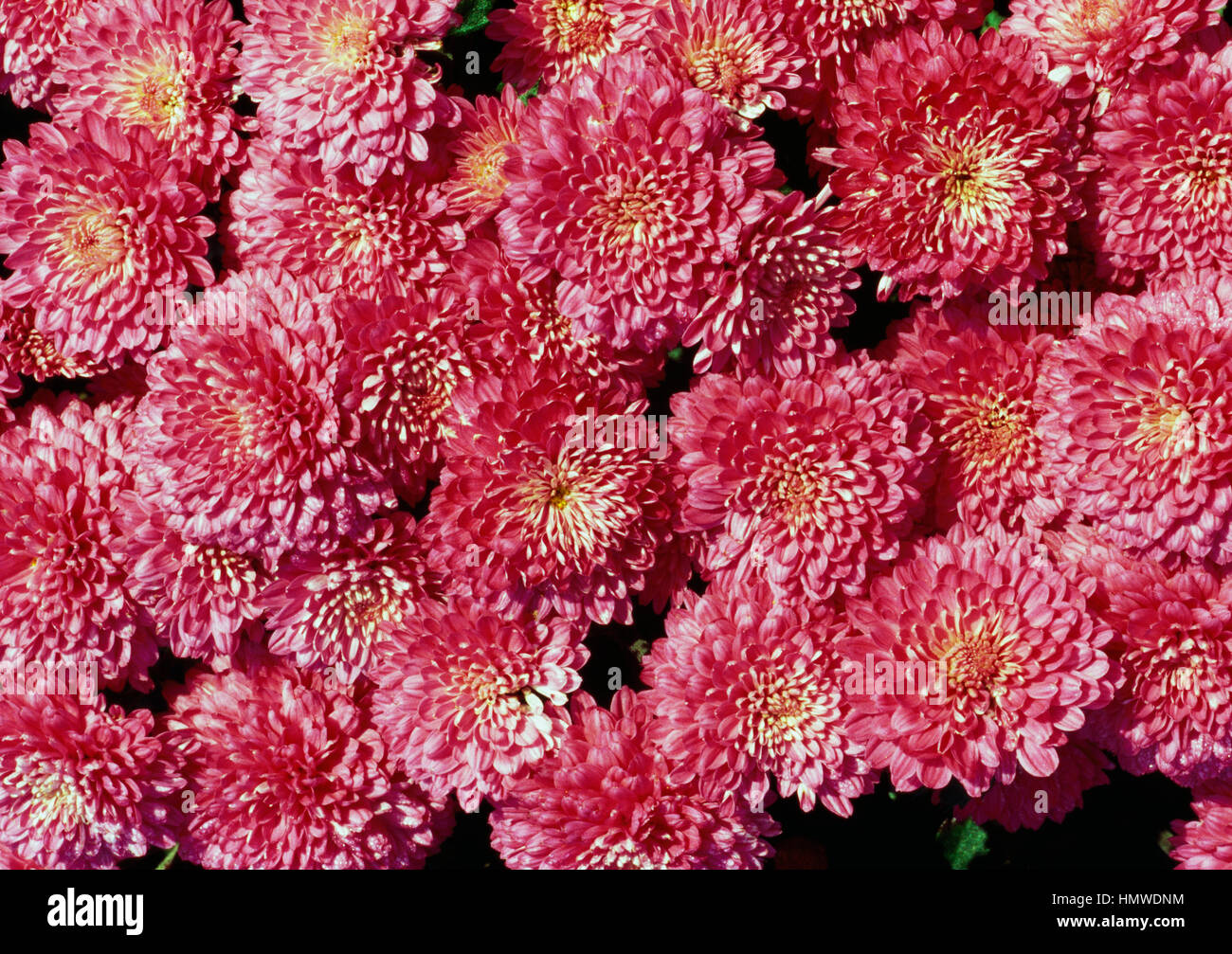 Mums (Chrysanthemum sp), Asteraceae. Stock Photo