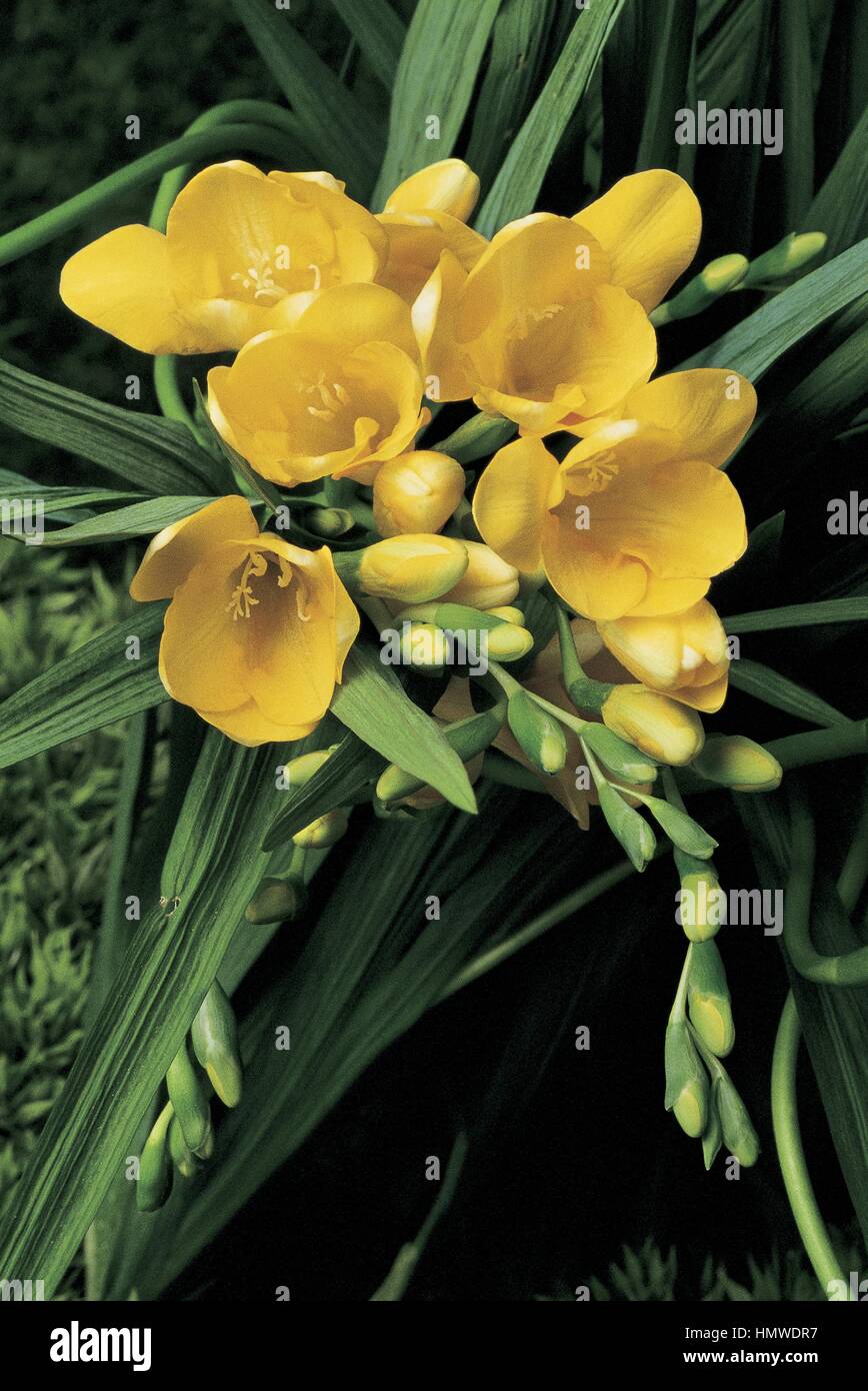Botany Iridaceae Freesia Freesia Refracta Stock Photo Alamy
