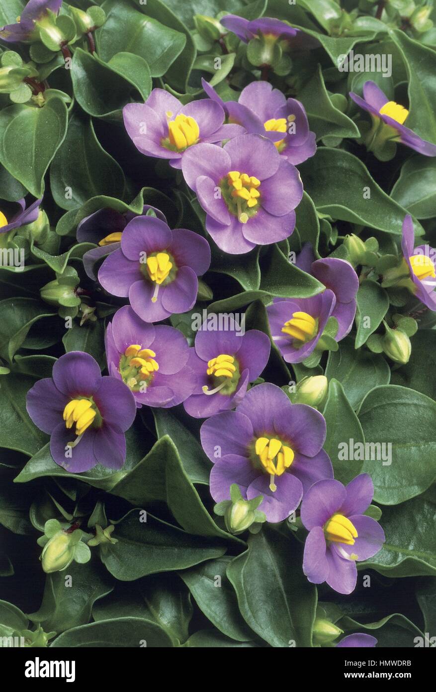 Botany Gentianaceae Persian Violet (Exacum affine Stock Photo Alamy