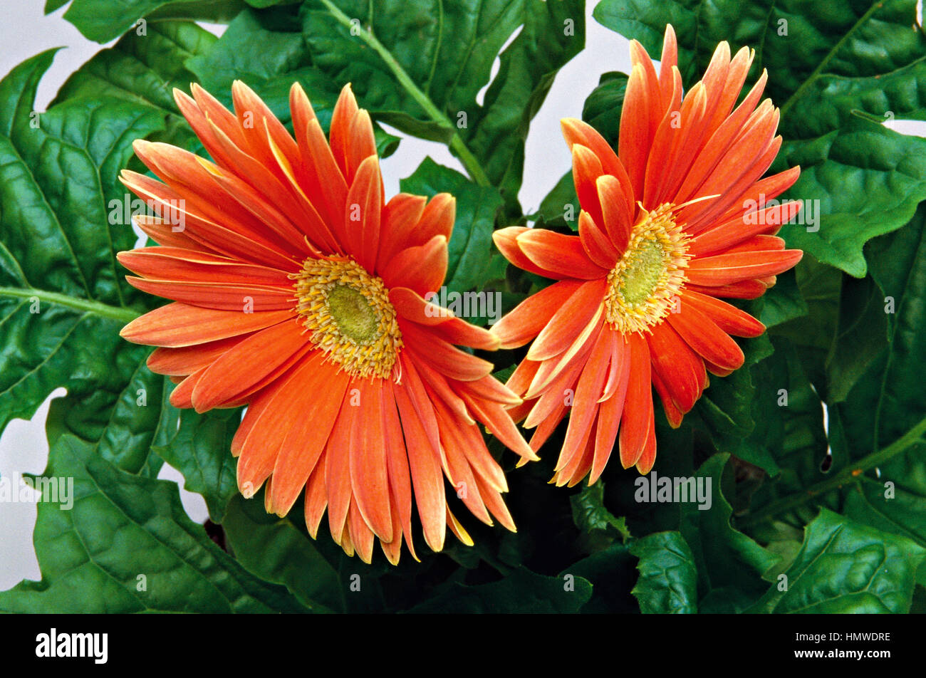 Gerbera or African daisy (Gerbera sp), Asteraceae. Stock Photo