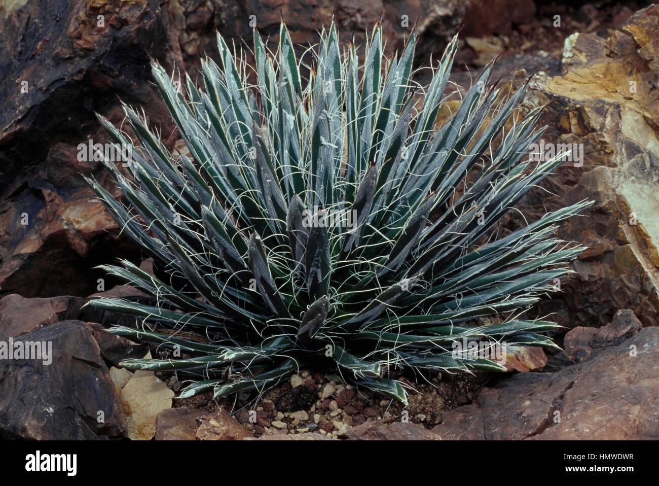 Smallflower agave (Agave parviflora), Agavaceae Stock Photo - Alamy