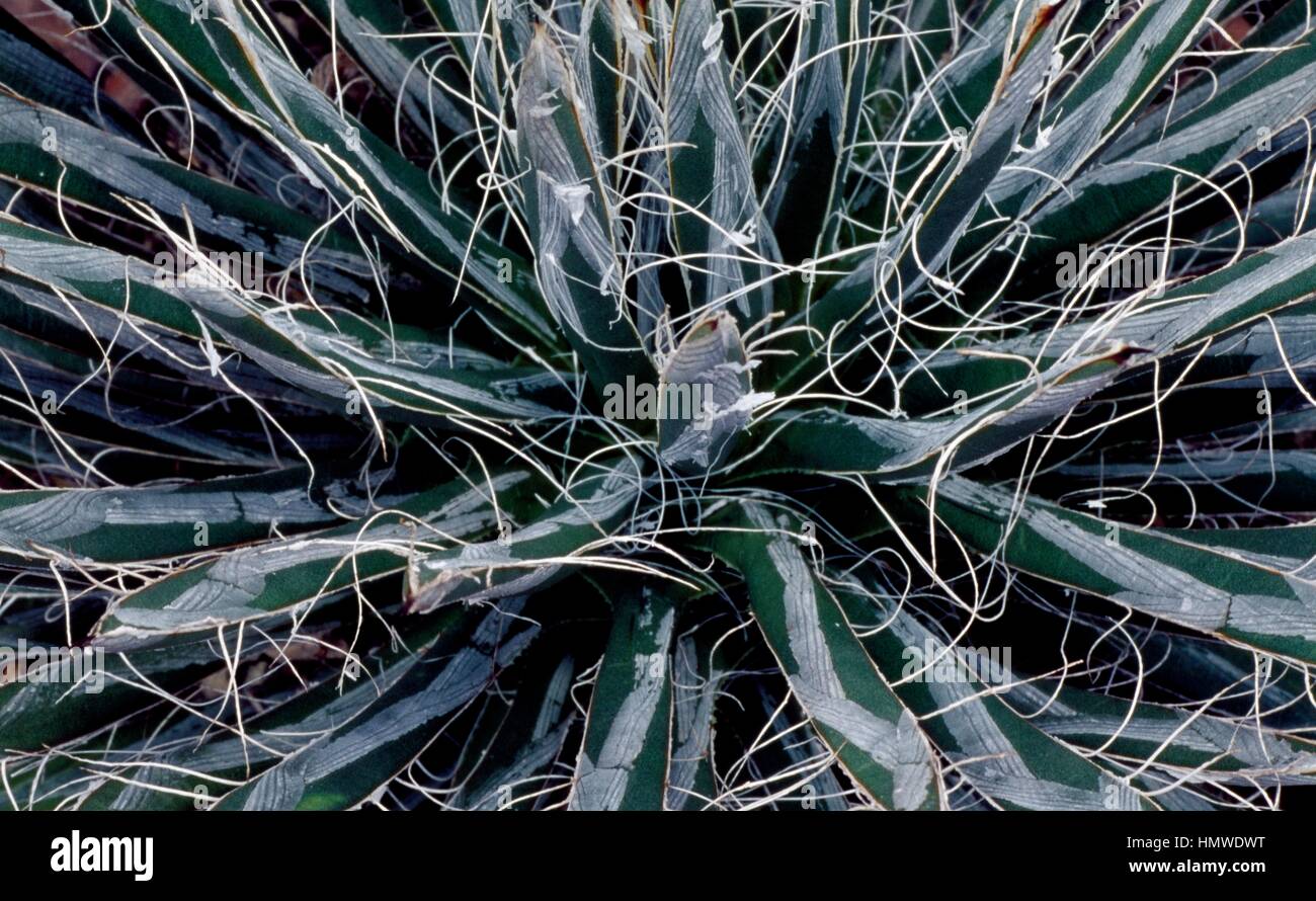 Smallflower agave (Agave parviflora), Agavaceae. Stock Photo