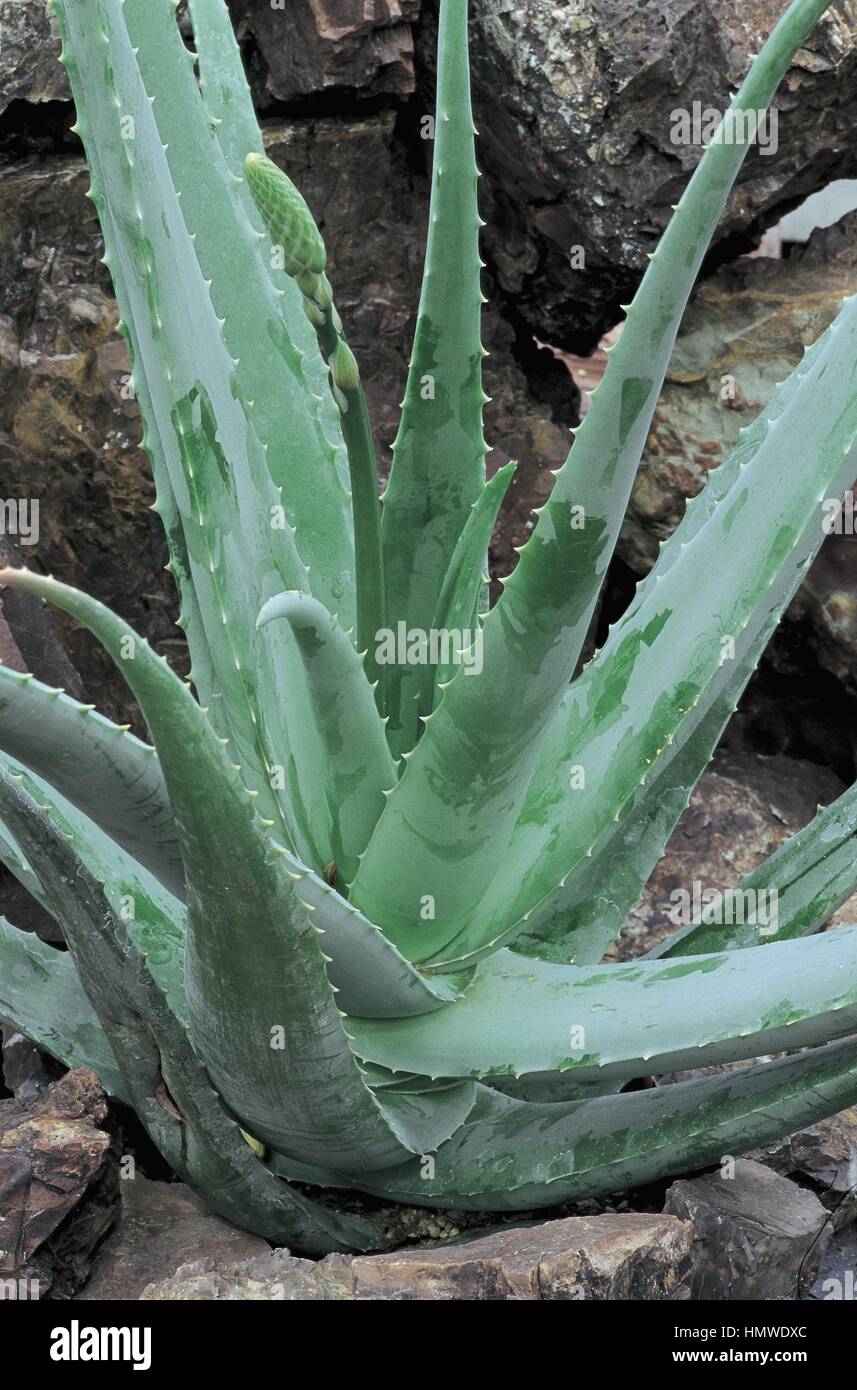 Botany - Liliaceae - Aloe vera sp. (Aloe Barbadensis Miller Stock Photo -  Alamy