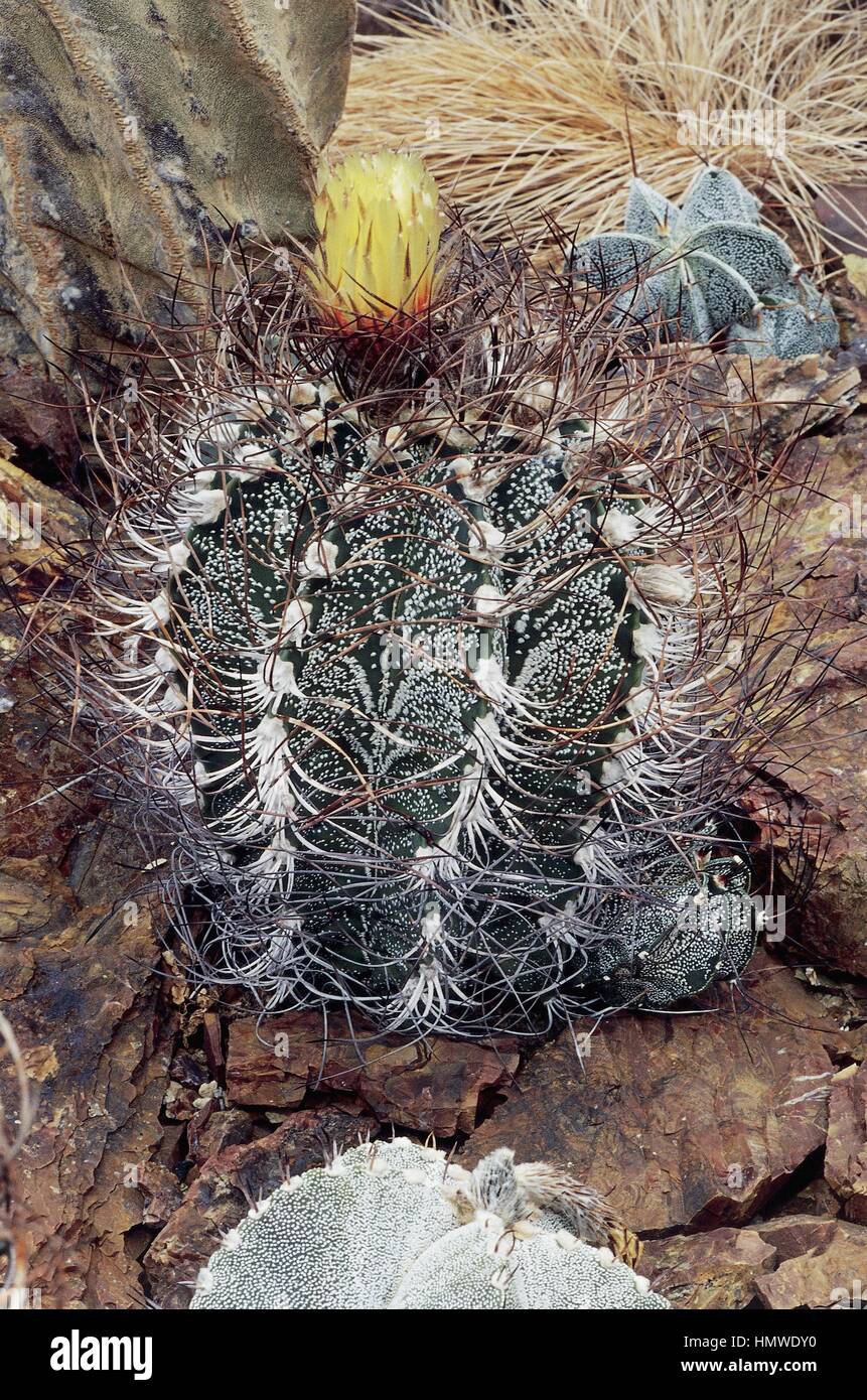 Botany cactaceae goats hires stock photography and images Alamy