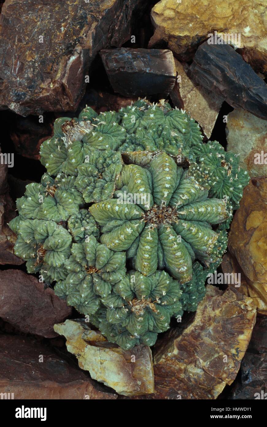 Aztec cactus (Aztekium ritteri), Cactaceae Stock Photo - Alamy