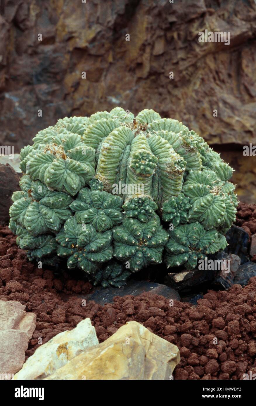 Aztec cactus (Aztekium ritteri), Cactaceae. Stock Photo