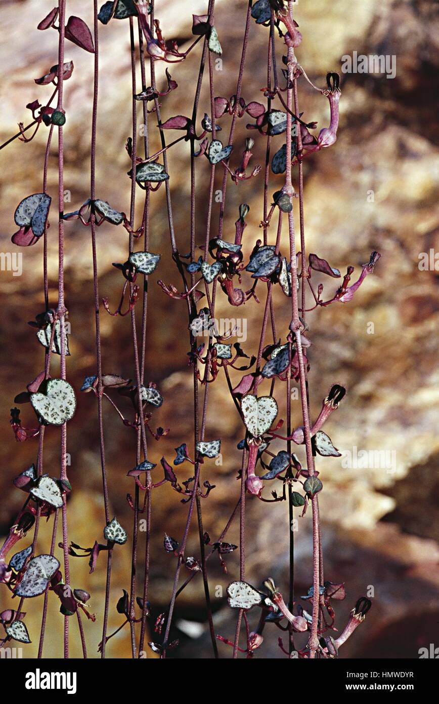 Botany - Asclepiadaceae. Hearts entangled (Ceropegia woodii) Stock Photo