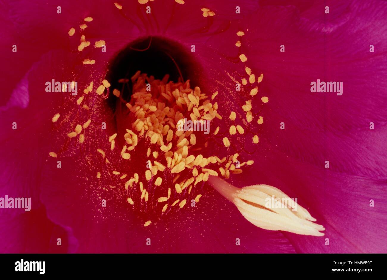 Stamens and stigmas (male and female reproductive organs) of Echinopsis mamillosa, Cactaceae. Stock Photo