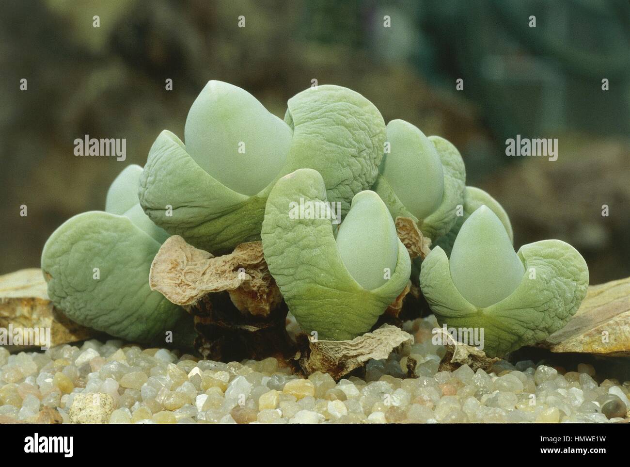 Botany - Aizoaceae. Gibbaeum album Stock Photo